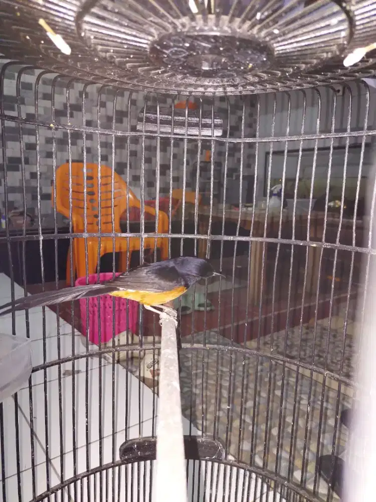 Murai batu medan gacor dorr