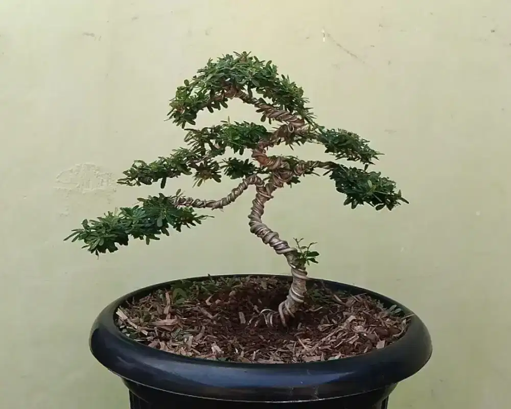 Bonsai saeng simbur siap pajang