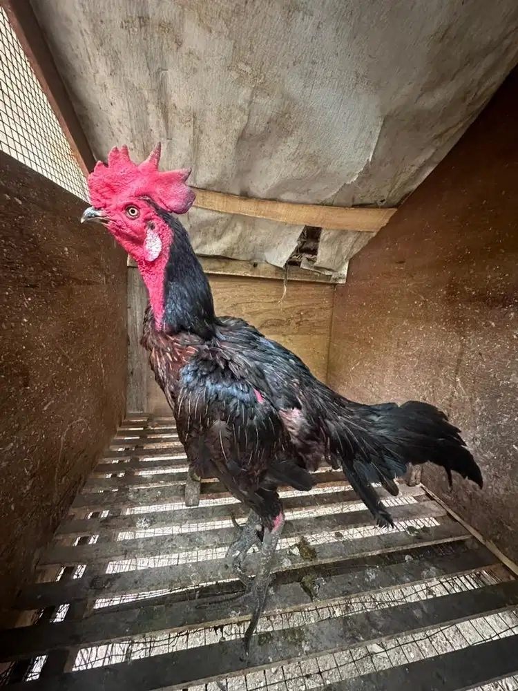 Ayam pama bulbi