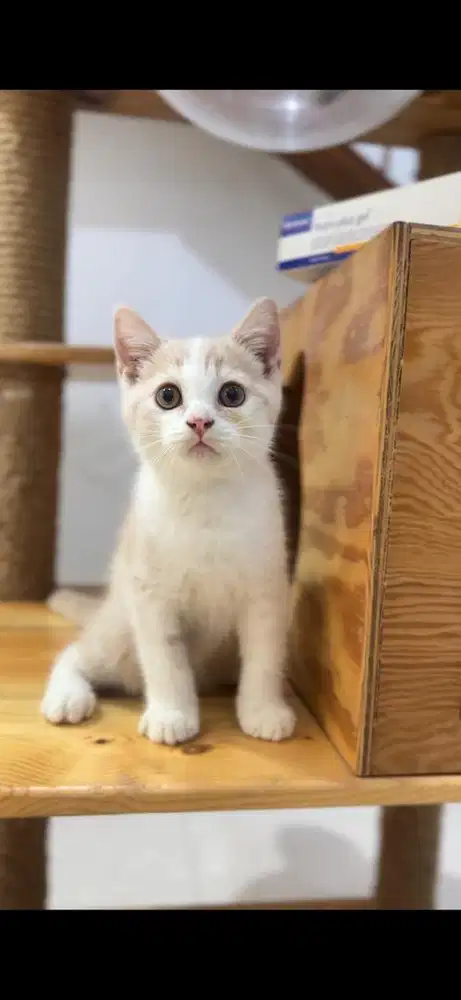 Kitten Kucing BSH bico cream & white simetris jantan 2 bulan