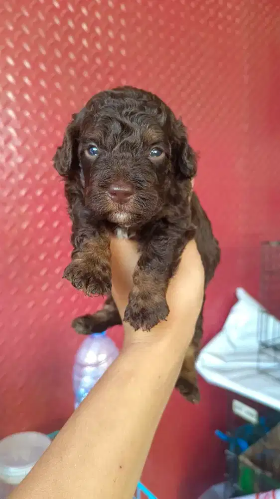 Toy Poodle Choco