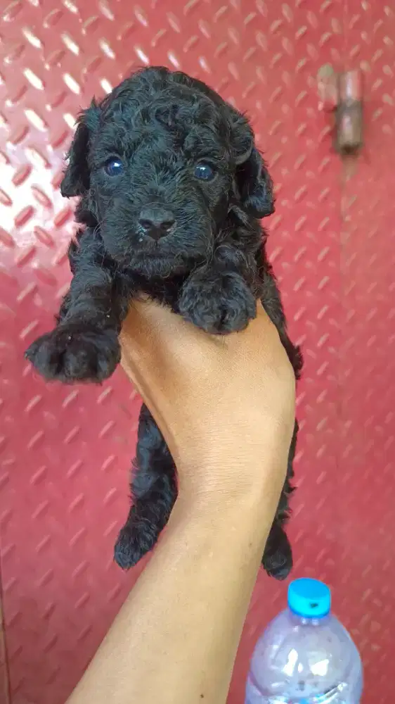 Toy Poodle Black
