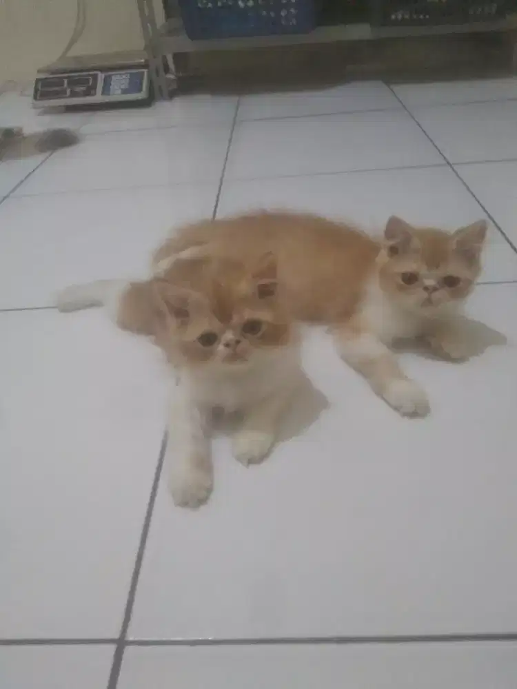Kitten Persia Peaknose