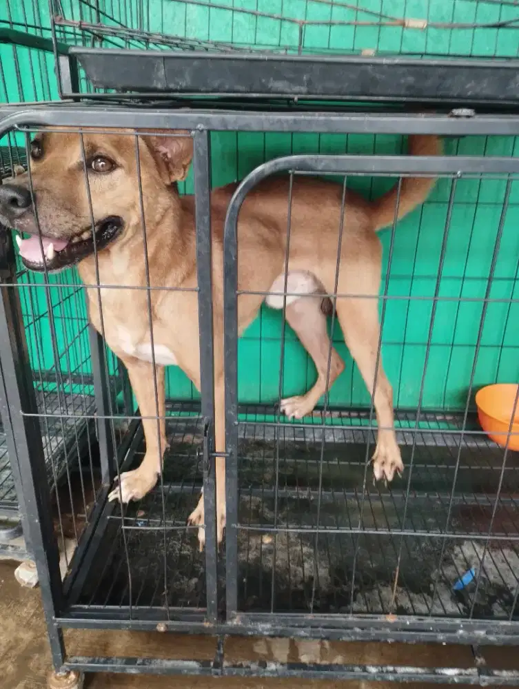 Anjing Jantan Lokal