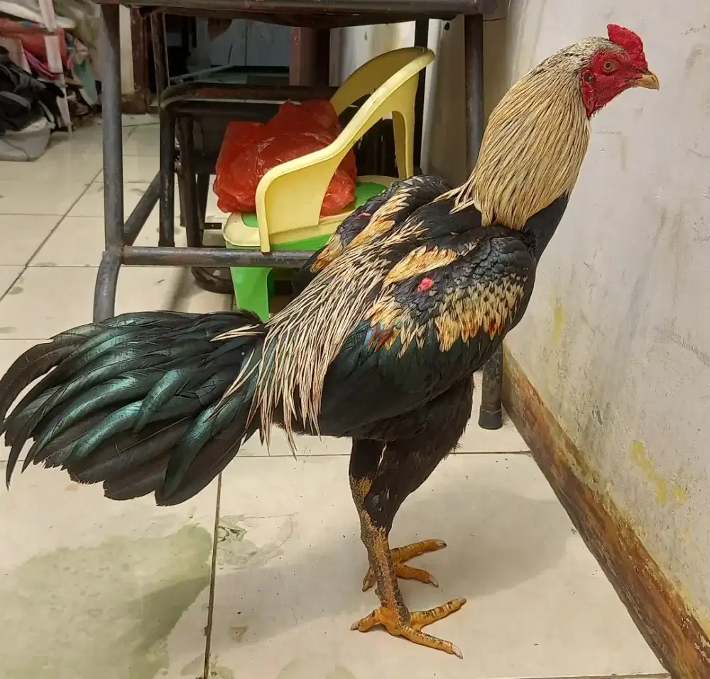 Ayam pama bangkok