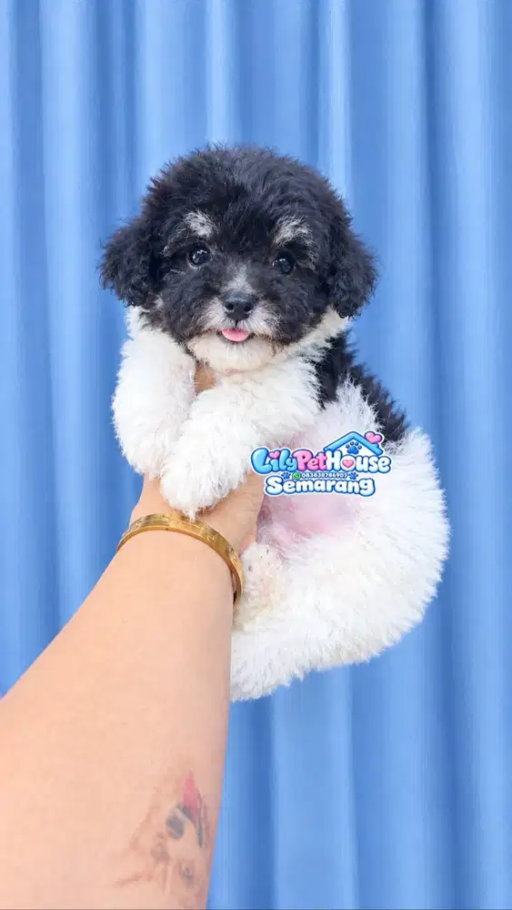 Poodle Party Male Cuakep puoll