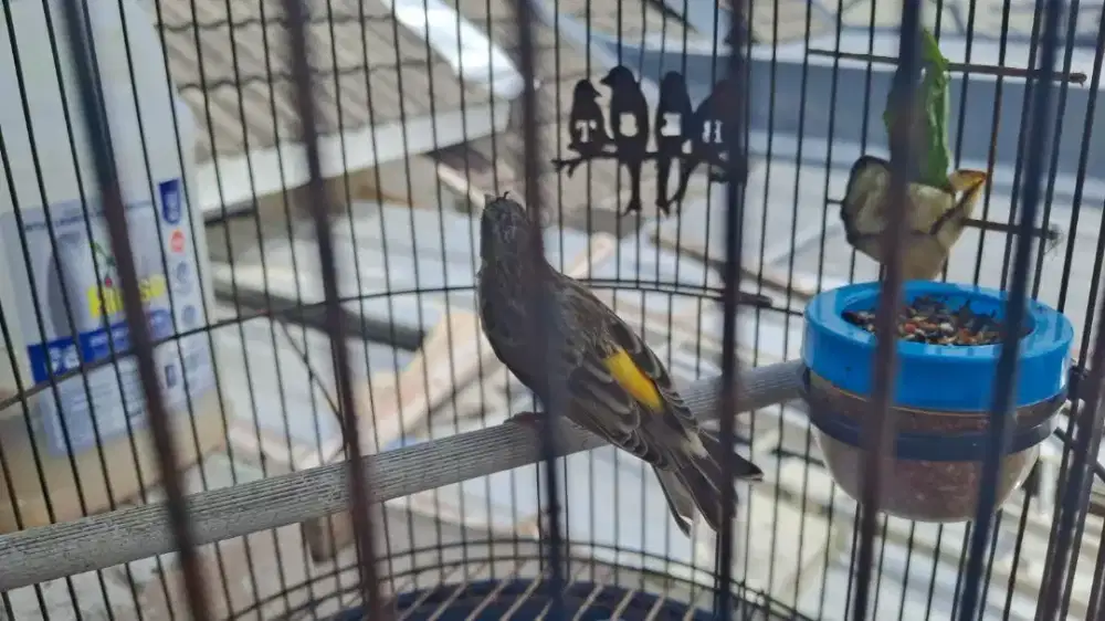 BURUNG BLACKTHROAD