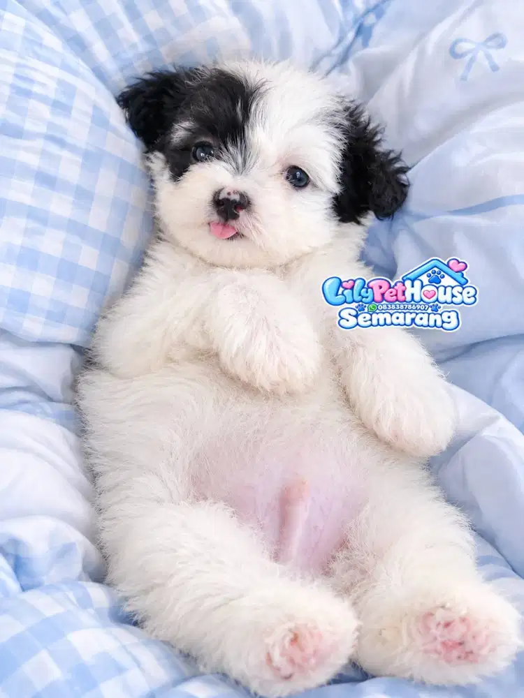 Puppy Super Cute Jantan Gemesin