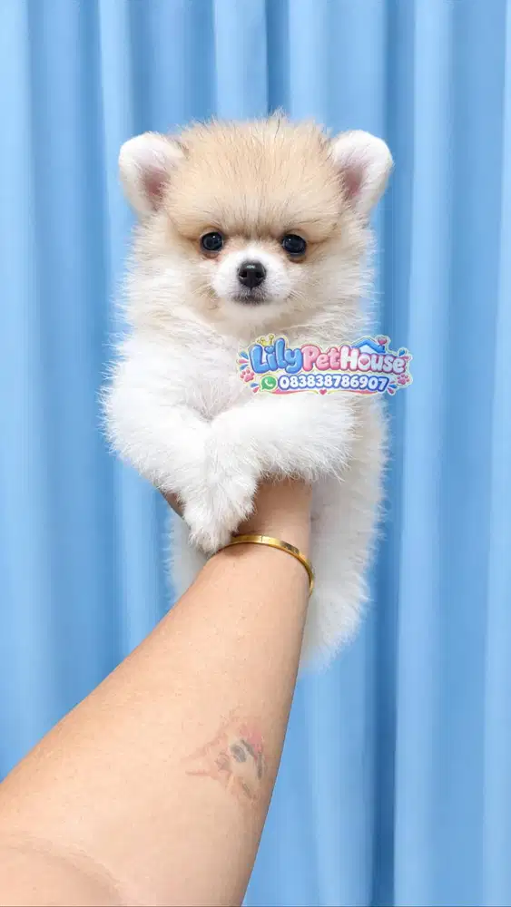 Minipom Party Cuantekk Puoll