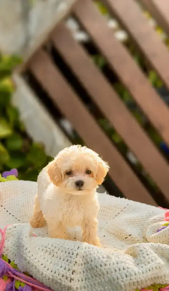 Anjing ras poodle jantan dan betina