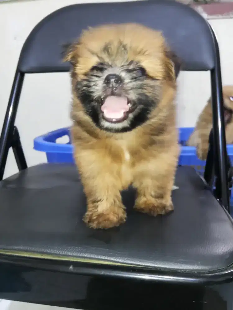 ANAK ANJING SHIPOO MIX MINIPOM