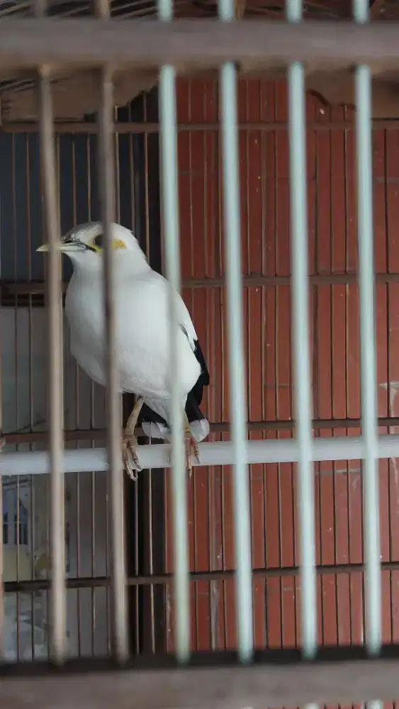 Jalak Rajin Bunyi