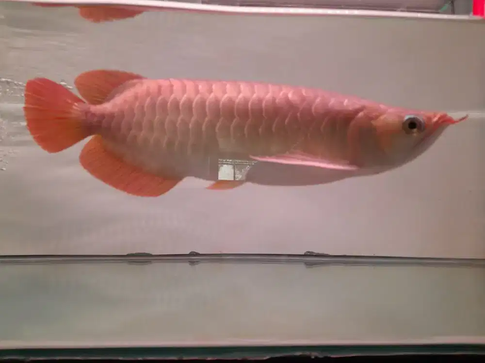 Arwana super red