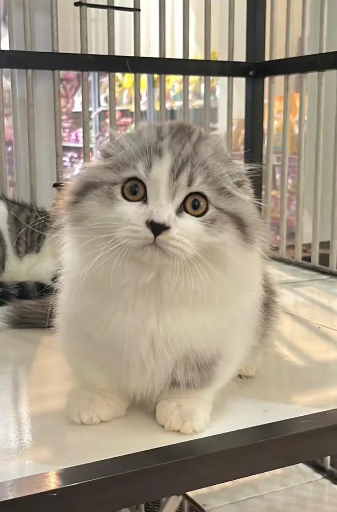 Kitten gaelic munckhin fold