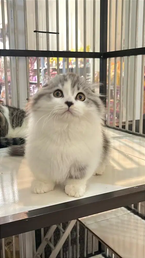 Kitten gaelic fold