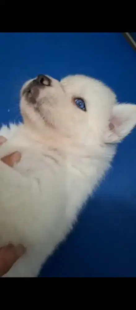 Siberian Husky Putih mata biru Jantan Medan ready bs jemput langsung