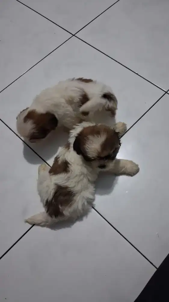 Mini shihtzu sepasang lagi pertengahan okt ya