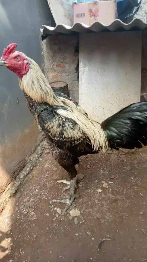 Ayam Bangkok jalak