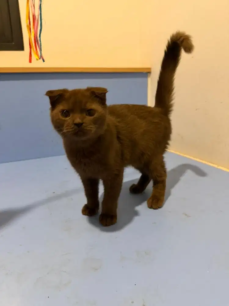 jual adopt kucing scotish fold munchkin golden bsh jantan betina