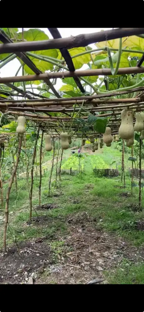 Labu madu organik