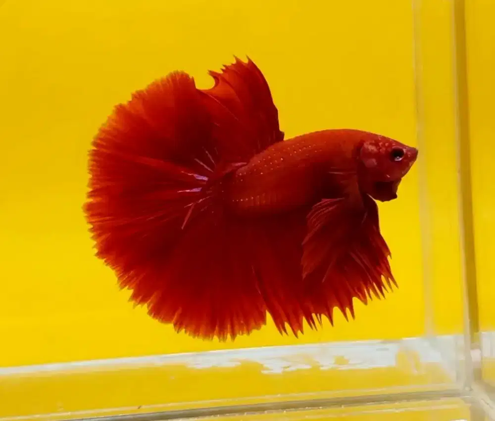 ikan cupang halfmoon super red size L