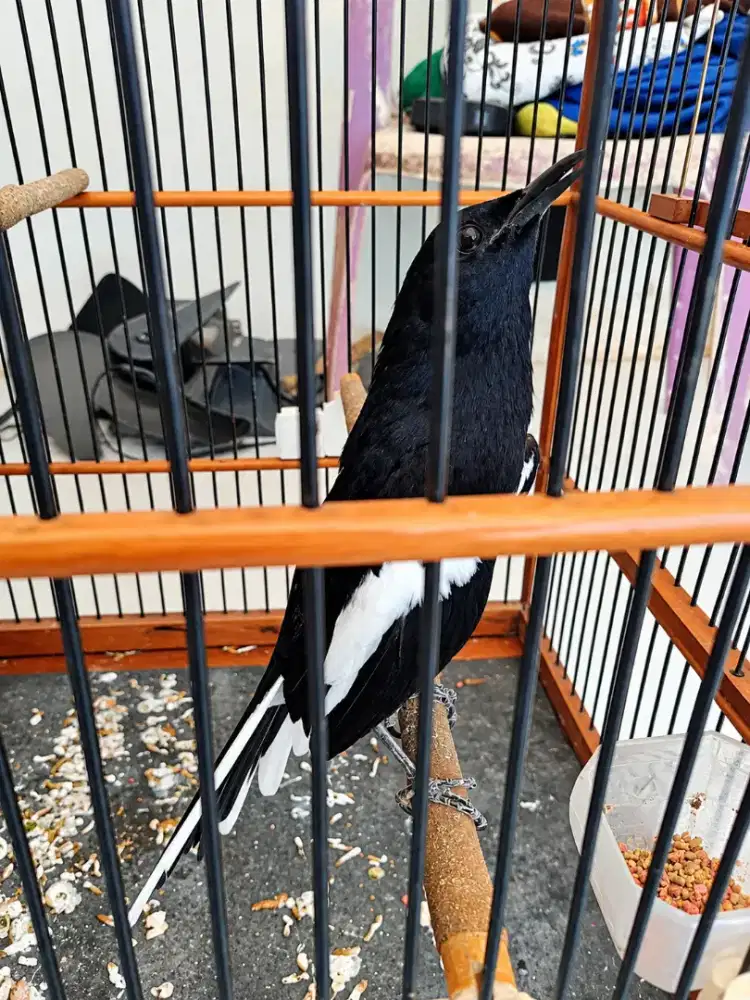 BURUNG KACER JABAR GACOR
