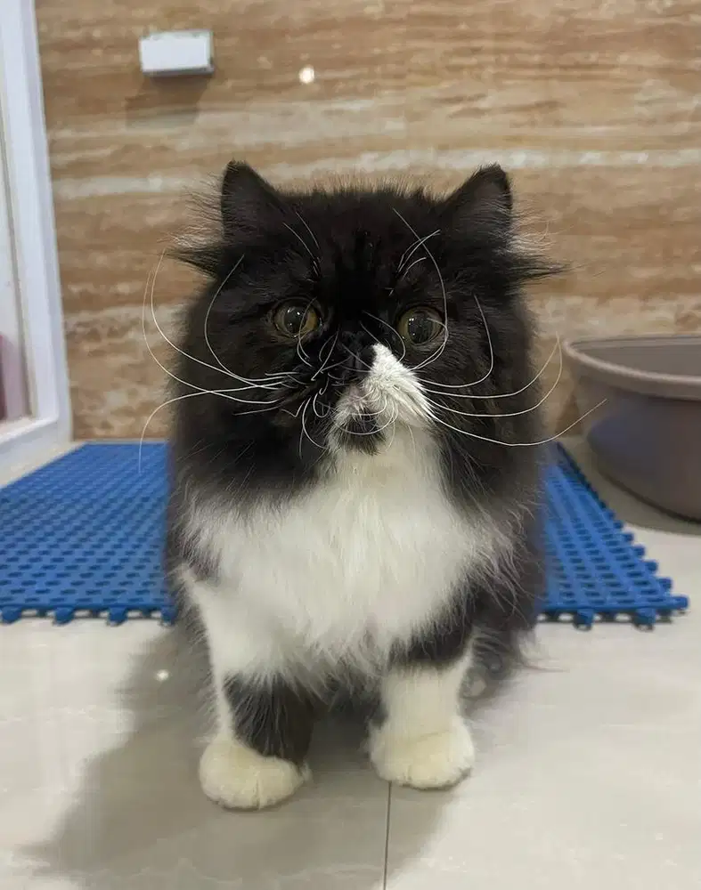 Kucing Persian Peaknose jantan 4 Bulan