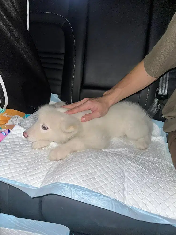 Anjing Husky Warna Putih