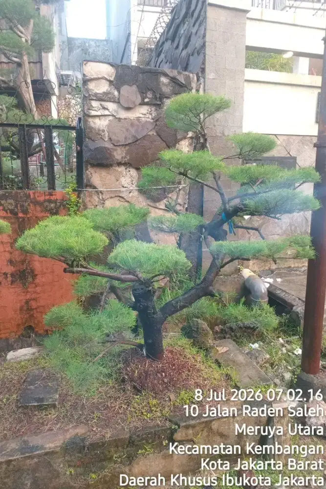 Cemara udang cantik bentuknya