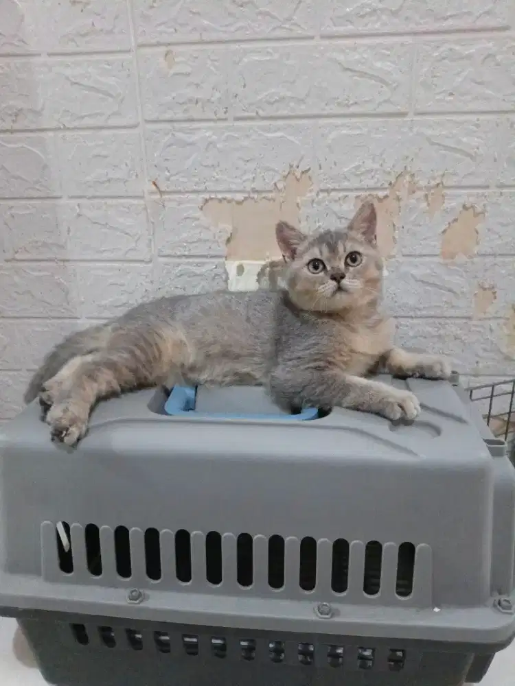Kucing BSH jantan