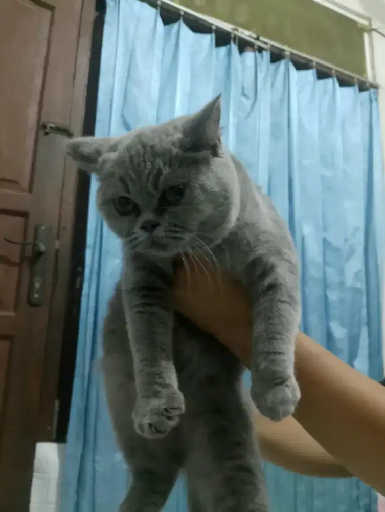British shorthair Betina 8 Bulan