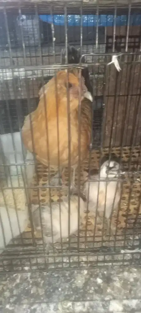 Polan mix bawa anak 3 ekor
