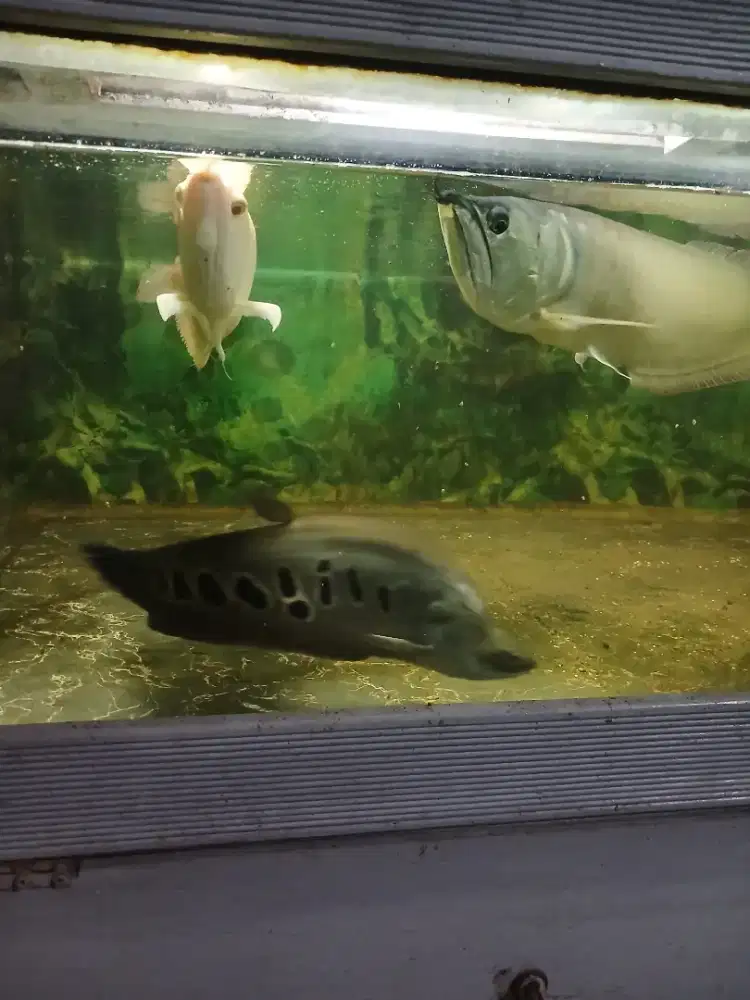 Ikan arwana silver black dan albino