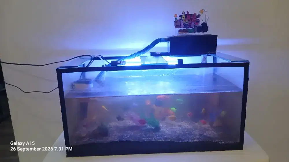 Jual Cepat Aquarium, ikan dan aksesorisnya