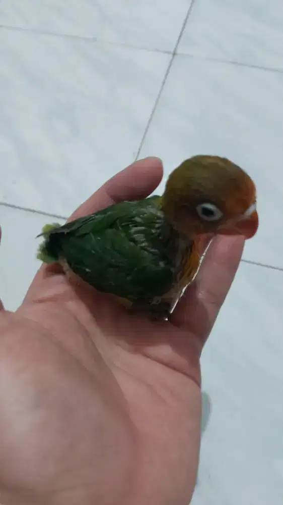 Lovebird baby josan
