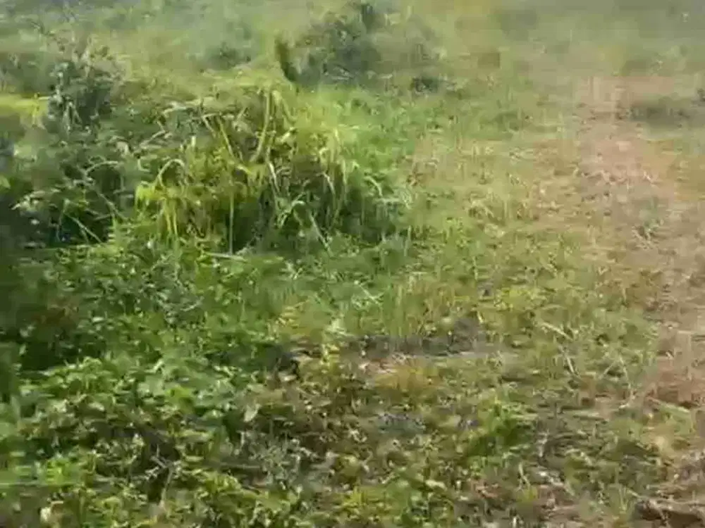 termurah tanah di pasir tanjung cikarang