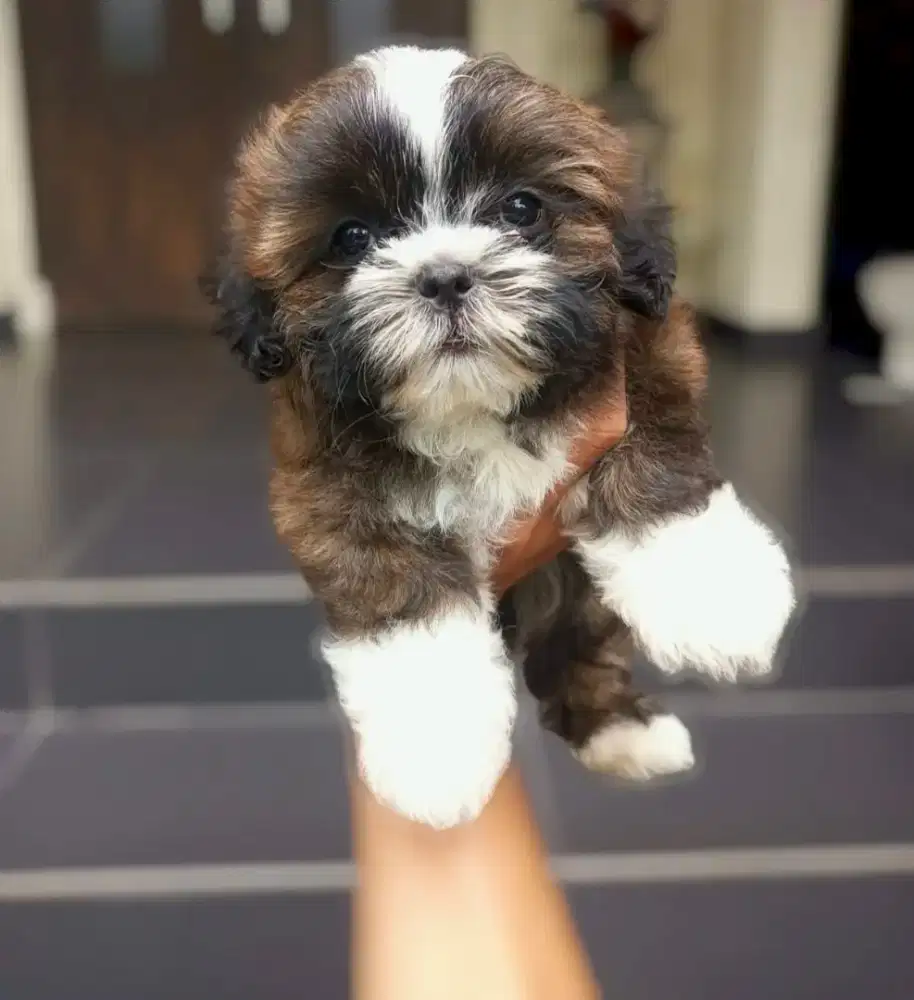 ANAK ANJING SHIPOO