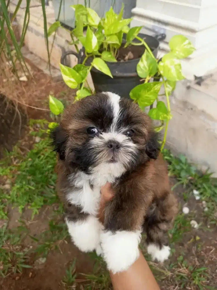 SHIHTZU MIX POODLE/ SHIPOO