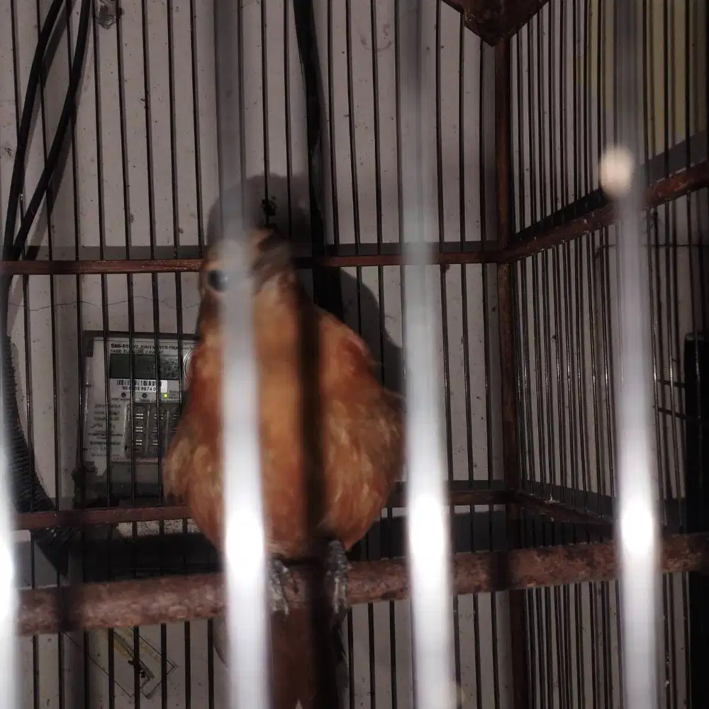 Burung cucak emas papua