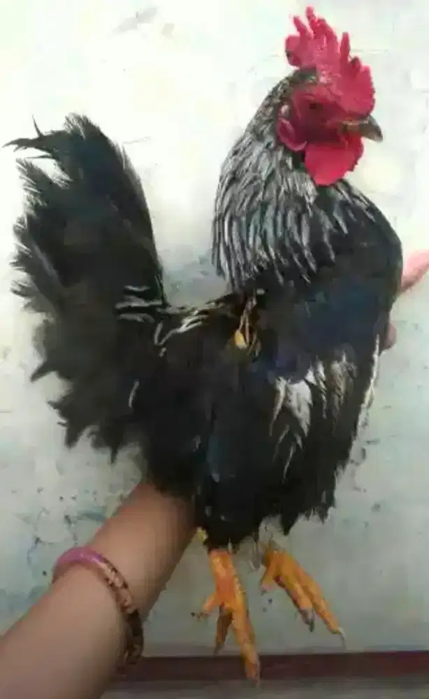 Ayam Serama Mini Sepasang