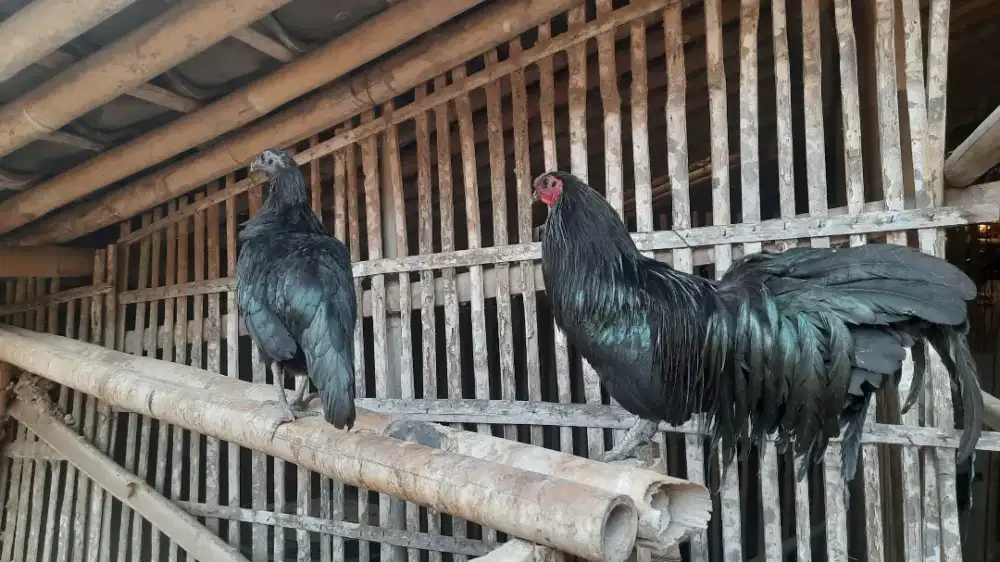 Ayam sumatra dewasa