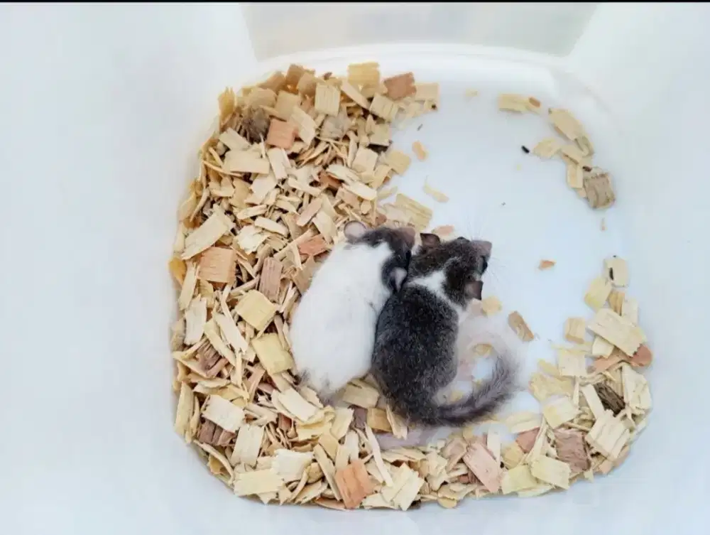 African pygmy dormice