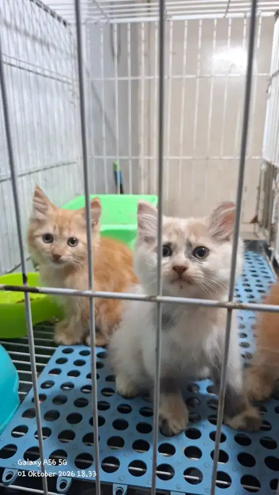 Kucing persia betina/kucing persia flatnose/kitten persia  jantan