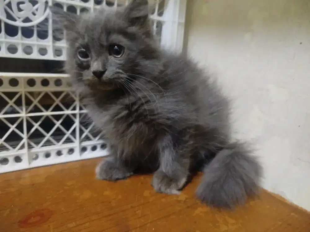 Dijual kucing persia jantan