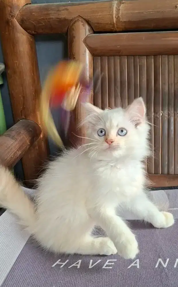 Anak kucing persia /kitten persia janta /kucing  persia jantan