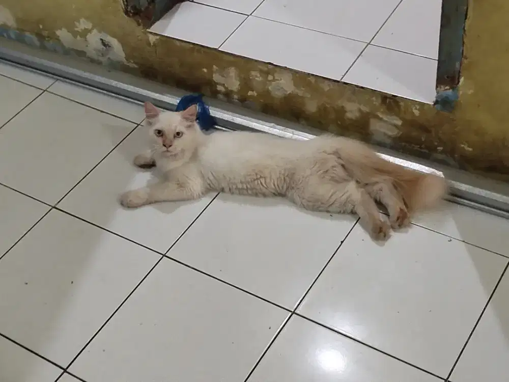 Dijual kucing persia jantan usia 10 bulan