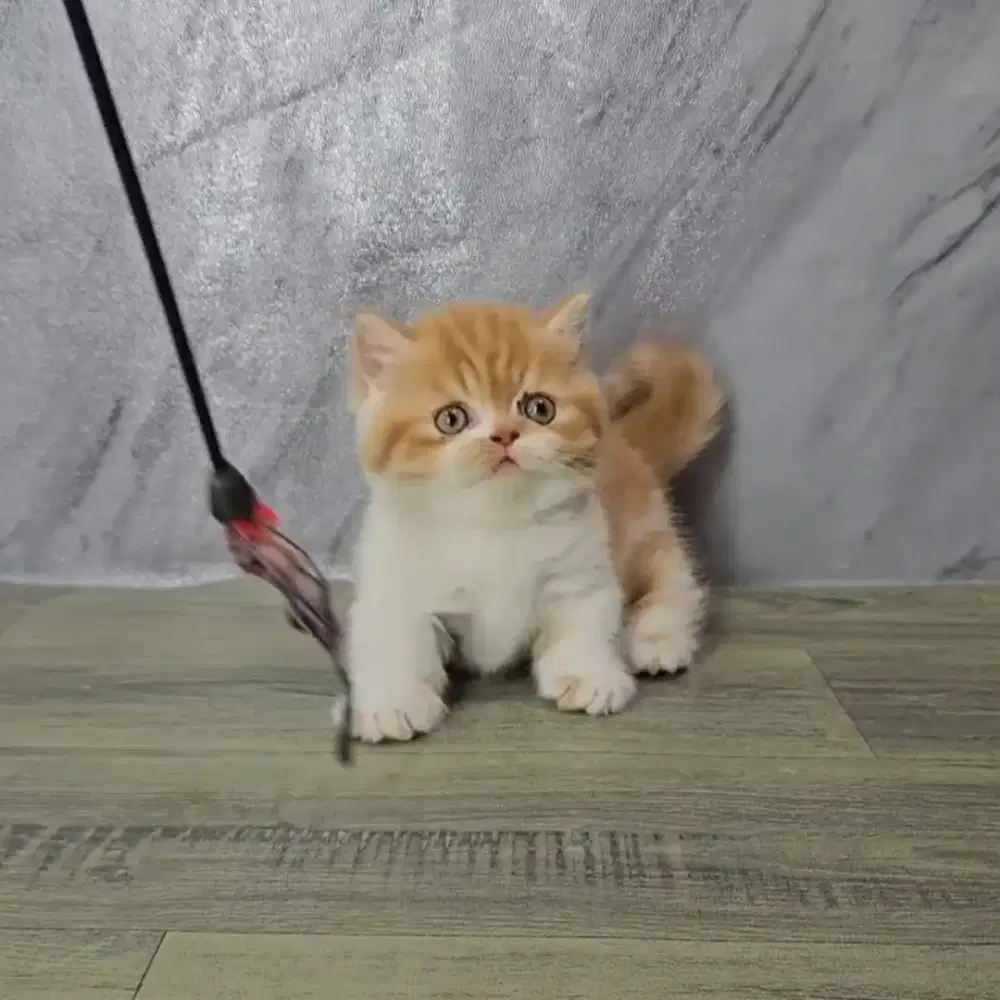 Munchkin gaelic