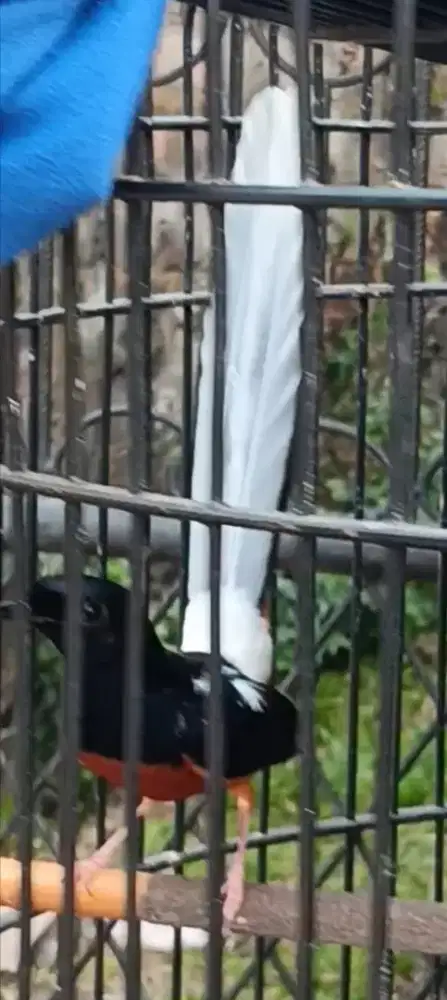 Murai jantan blorok ekor pocong