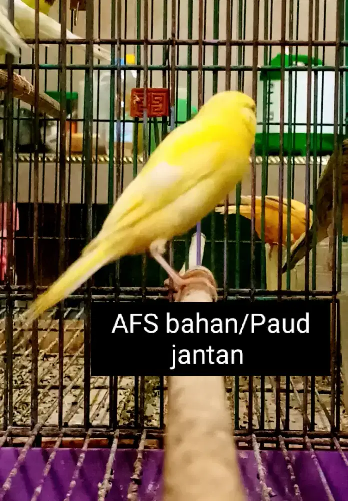 Kenari AFS bahan/Paud 100% Jantan
