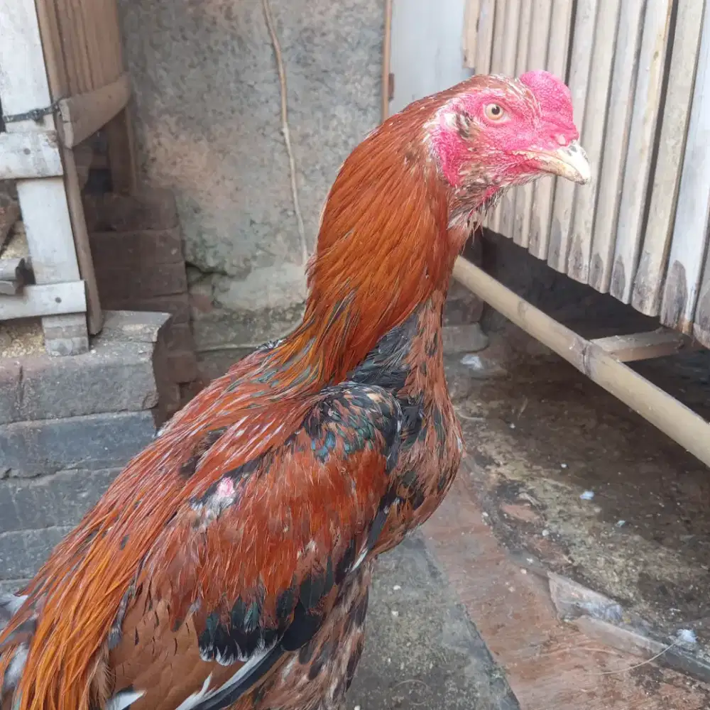 Ayam jantan bangkok